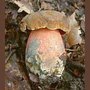 Boletus luridiformis