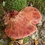 Fistulina hepatica