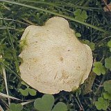 Gyrodon lividus