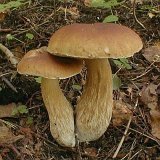Boletus betulicola