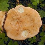 Hydnum repandum