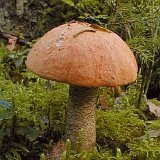 Leccinum versipelle