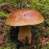 Boletus edulis