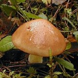 Suillus granulatus