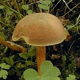 Xerocomus subtomentosus