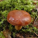 Xerocomus badius