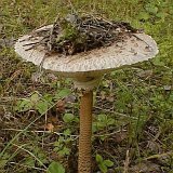 Macrolepiota procera