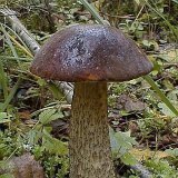 Leccinum melaneum