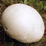 Langermannia gigantea