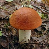 Leccinum aurantiacum