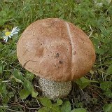 Leccinum scabrum