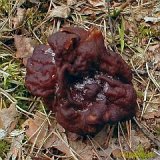 Gyromitra esculenta