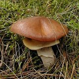 Suillus luteus