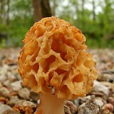Morchella esculenta