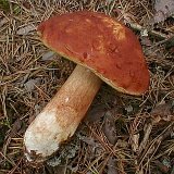 Boletus pinophilus