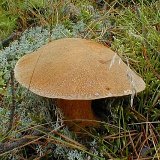 Suillus variegatus