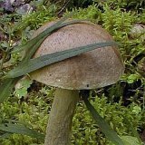 Leccinum holopus