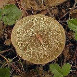 Xerocomus chrysenteron