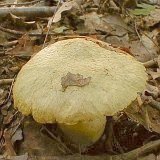 Gyroporus cyanescens