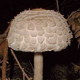 Macrolepiota rhacodes