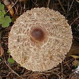 Macrolepiota rhacodes