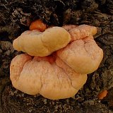 Laetiporus sulphureus