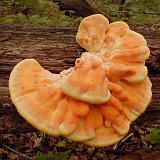 Laetiporus sulphureus