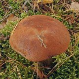 Leccinum vulpinum