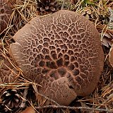 Sarcodon imbricatus
